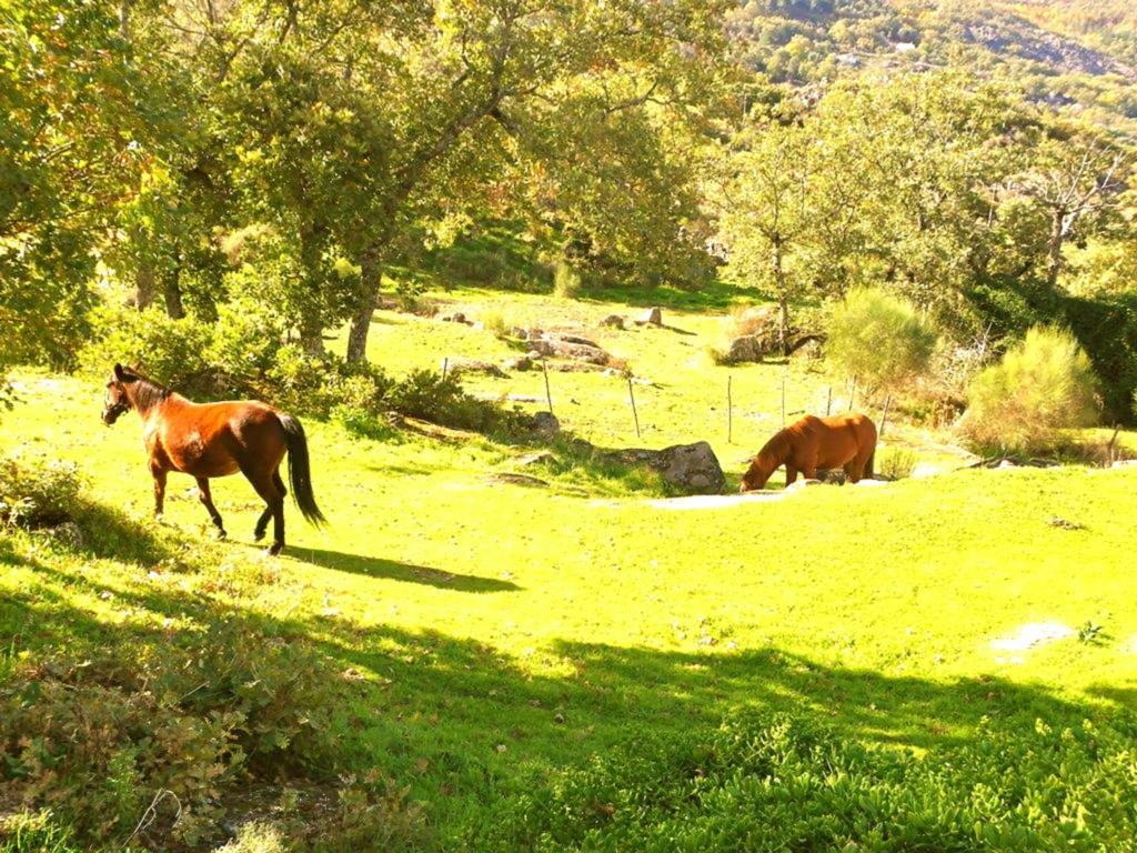 Quinta Do Marvao Vendégház Szoba fotó