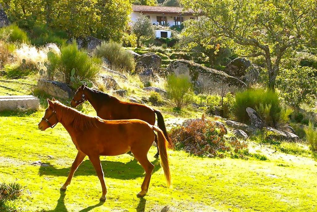 Quinta Do Marvao Vendégház Kültér fotó